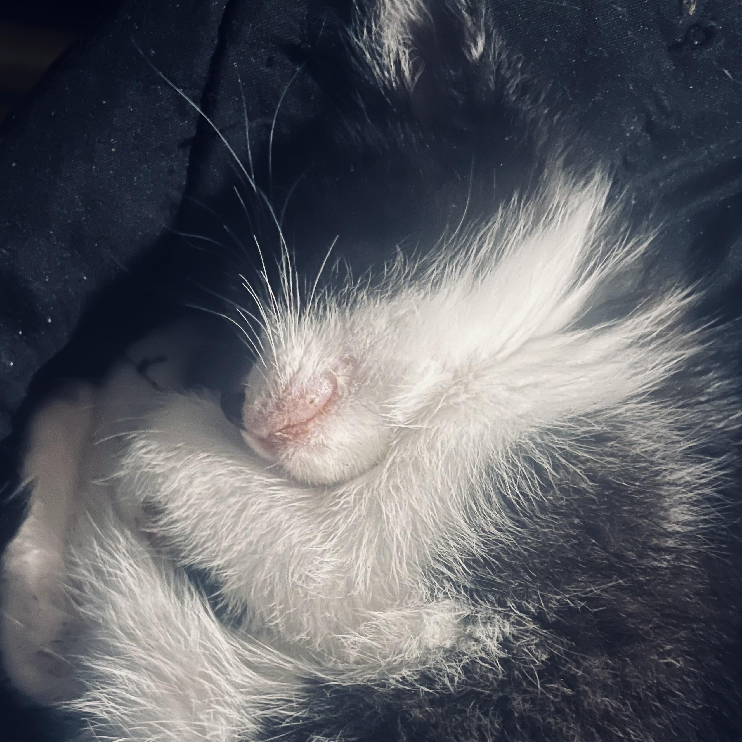 Enlarge adorable tuxedo kittens M & F, an adopted Domestic Short Hair in Shingletown, CA image 2/6