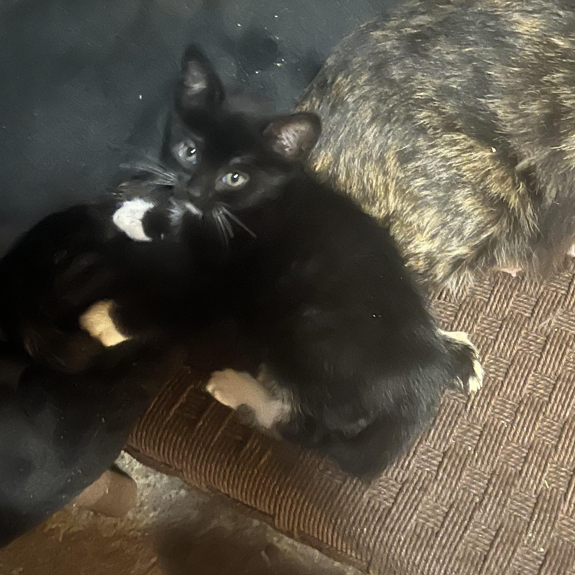 Enlarge adorable tuxedo kittens M & F, an adopted Domestic Short Hair in Shingletown, CA image 6/6