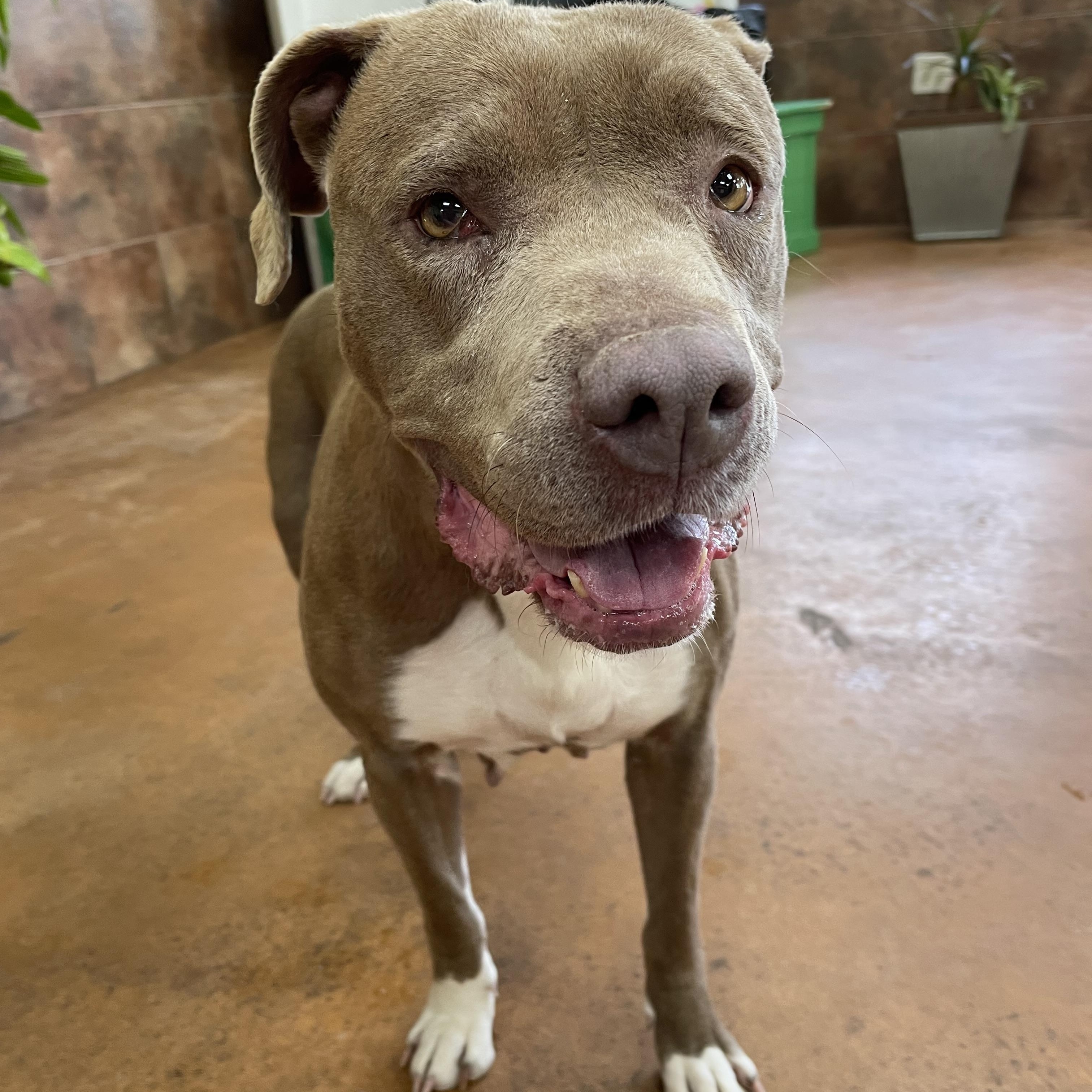 Bavetta, a Adoptable mixed breed in Heber Springs, AR image 1/6