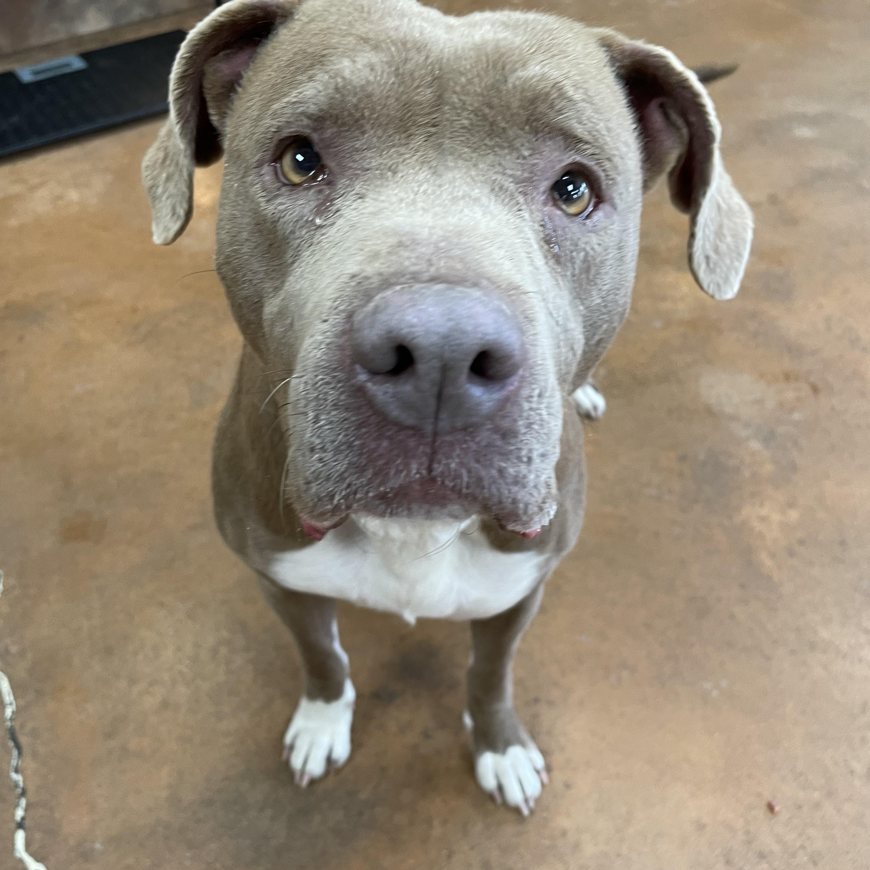 Bavetta, a Adoptable mixed breed in Heber Springs, AR image 2/6