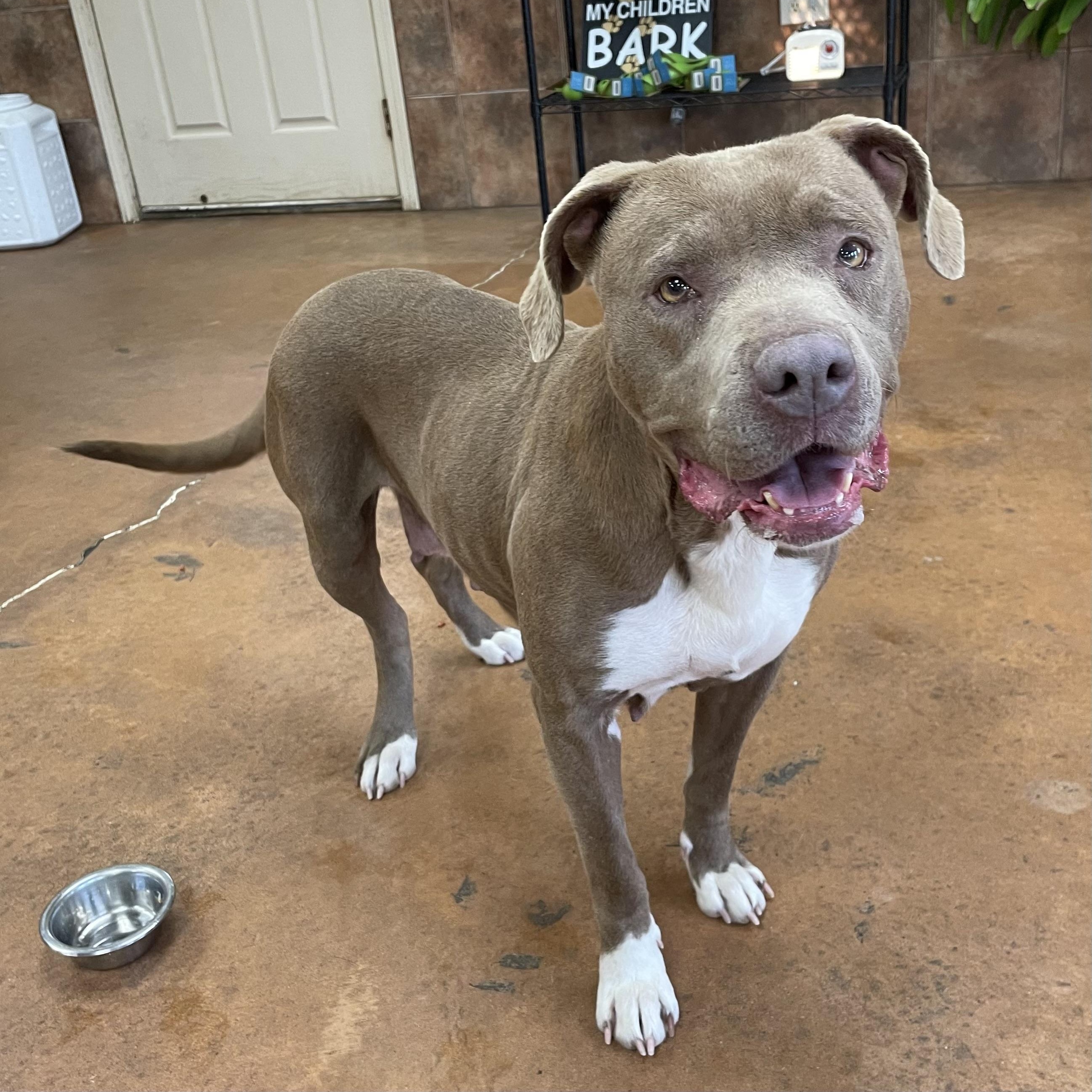 Bavetta, a Adoptable mixed breed in Heber Springs, AR image 3/6