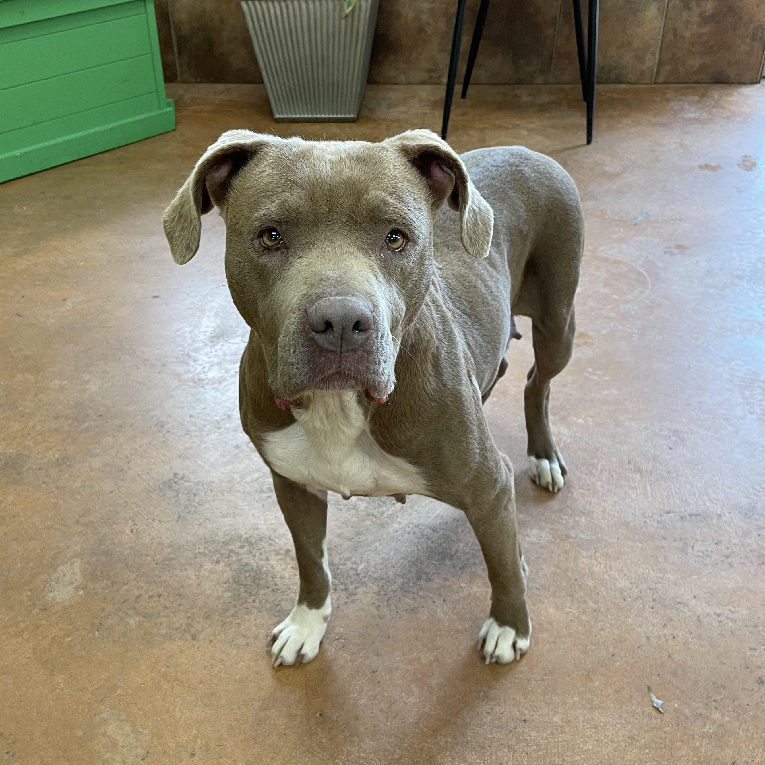 Bavetta, a Adoptable mixed breed in Heber Springs, AR image 4/6