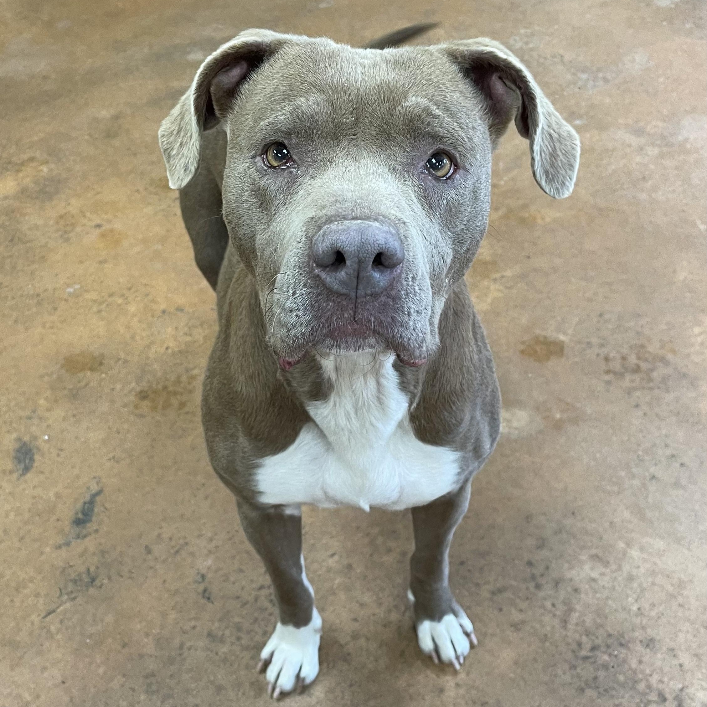 Bavetta, Adoptable, Adult Female Pit Bull Terrier.