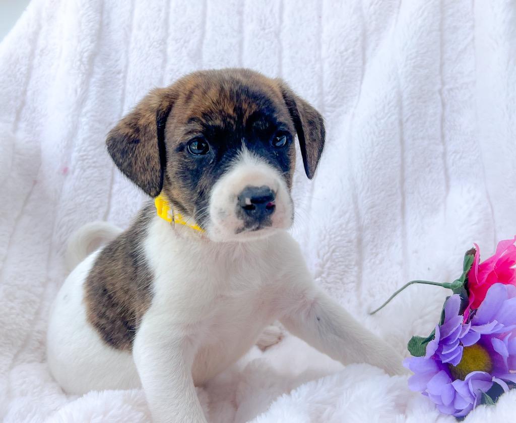 Enlarge Wonda, a Adoptable mixed breed in Murray, KY image 1/2