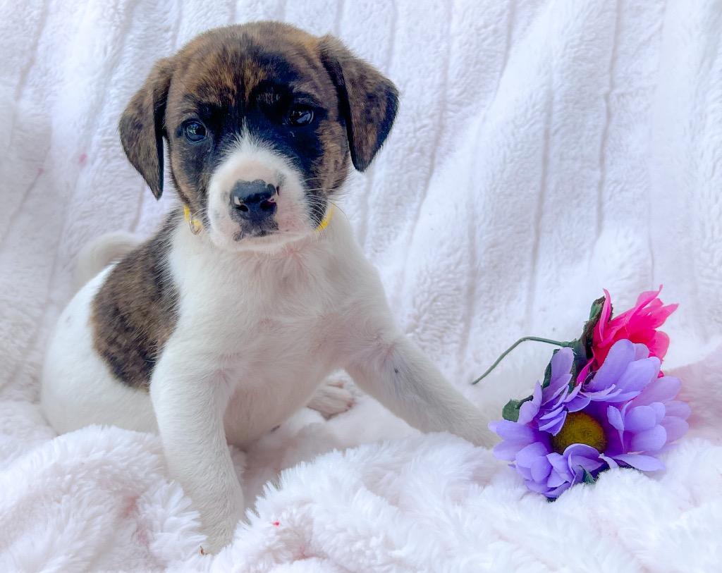 Enlarge Wonda, a Adoptable mixed breed in Murray, KY image 2/2