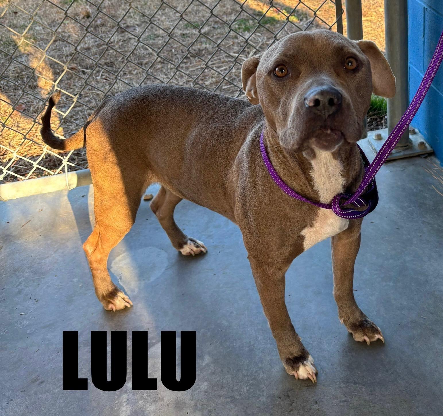 LuLu , ADOPTABLE, Adult Female Pit Bull Terrier.