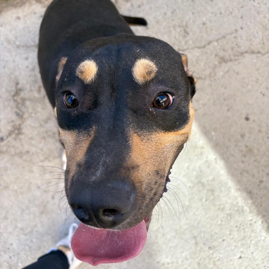 Enlarge Maze, a Adoptable American Staffordshire Terrier in Grand Junction, CO image 1/1