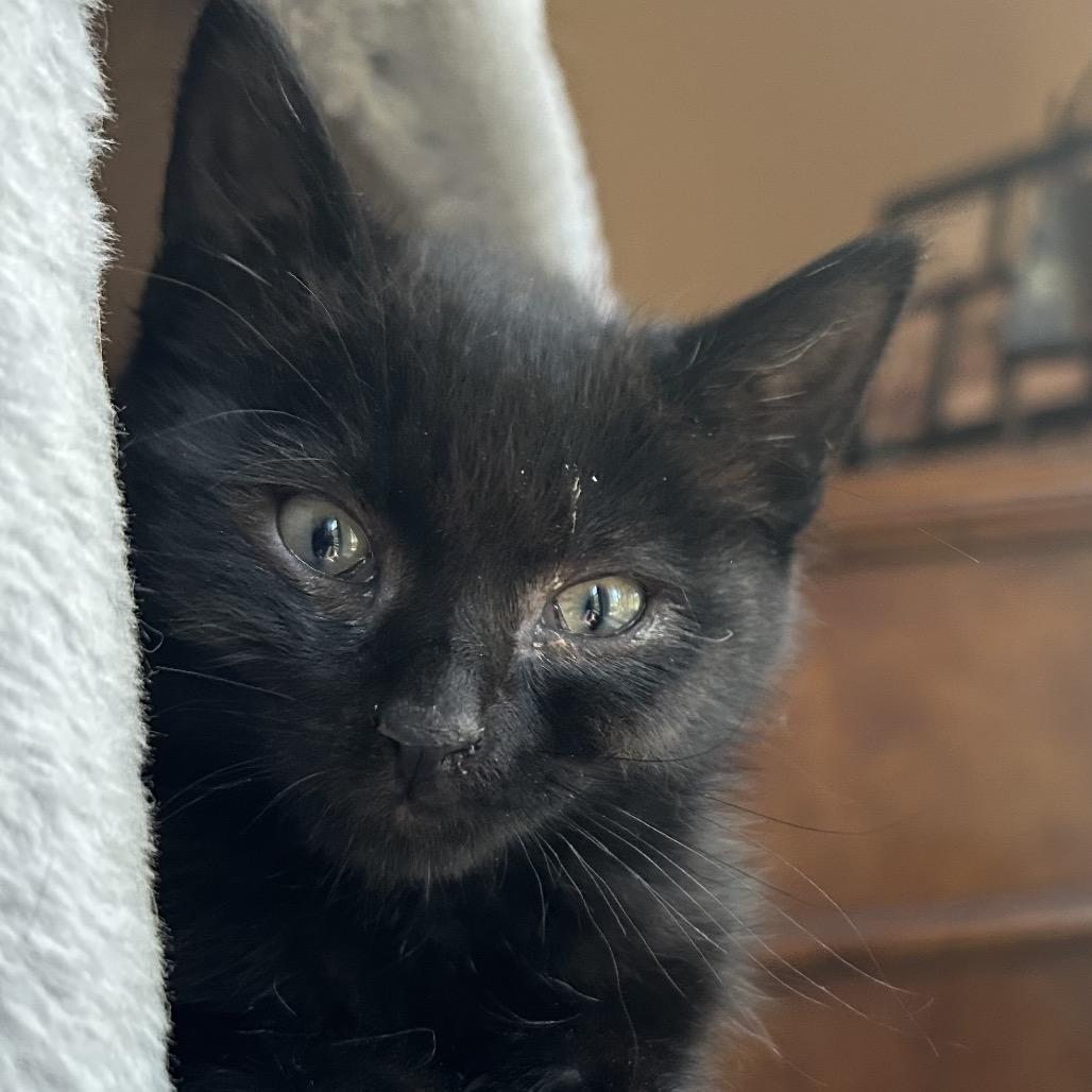 Enlarge BB, a Adoptable Domestic Long Hair in Klamath Falls, OR image 1/1
