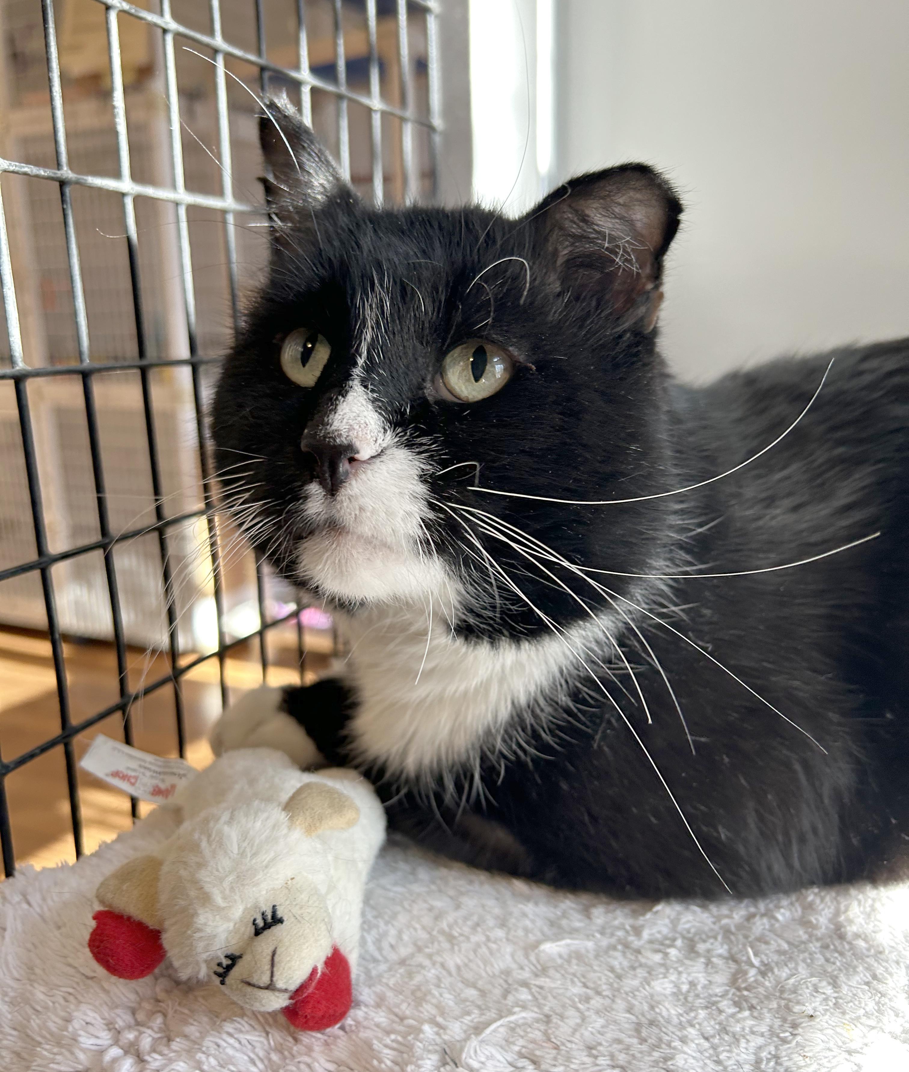 Freddie, Adoptable, Adult Male Domestic Short Hair.