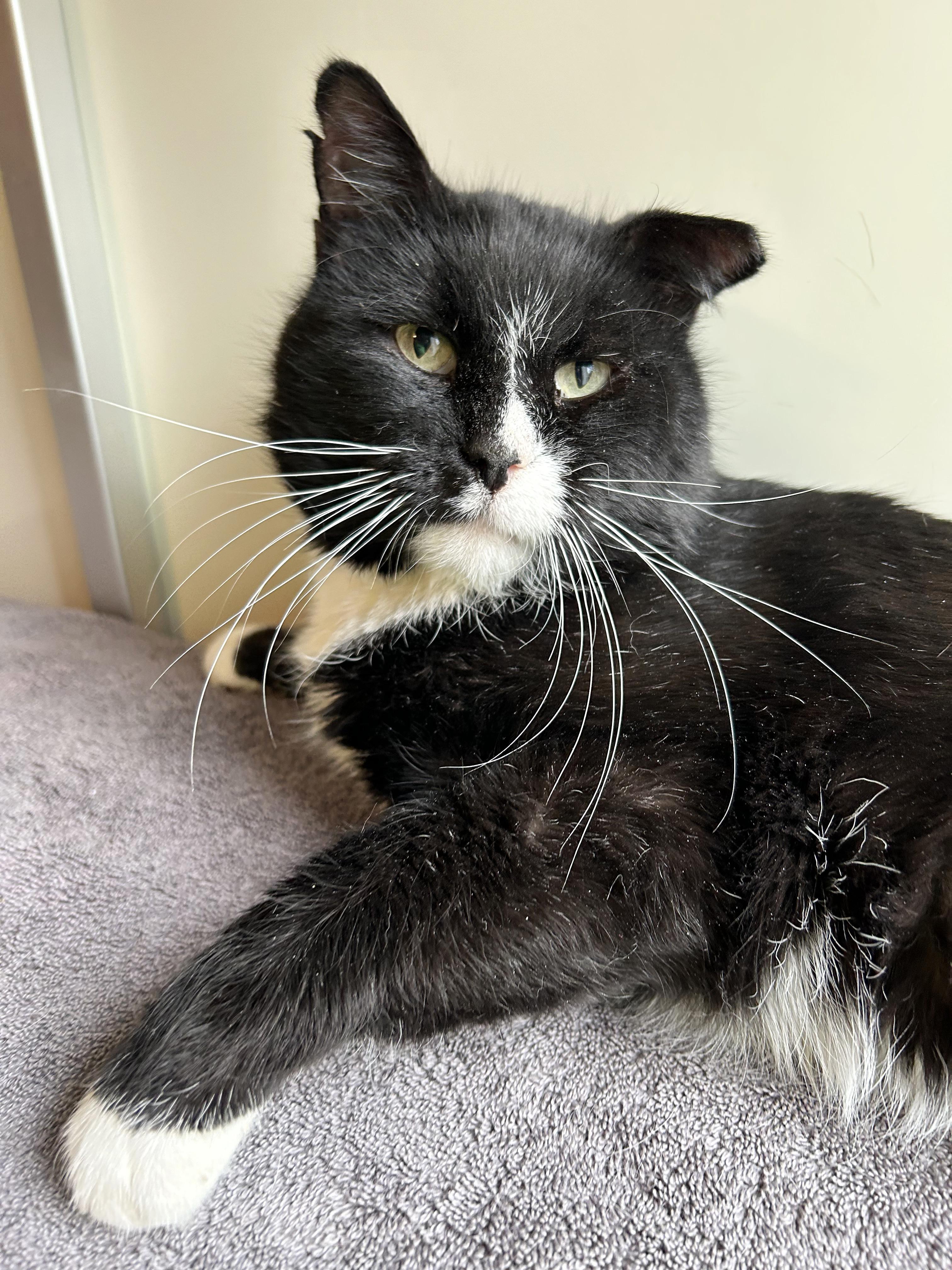 Freddie, Adoptable, Adult Male Domestic Short Hair.
