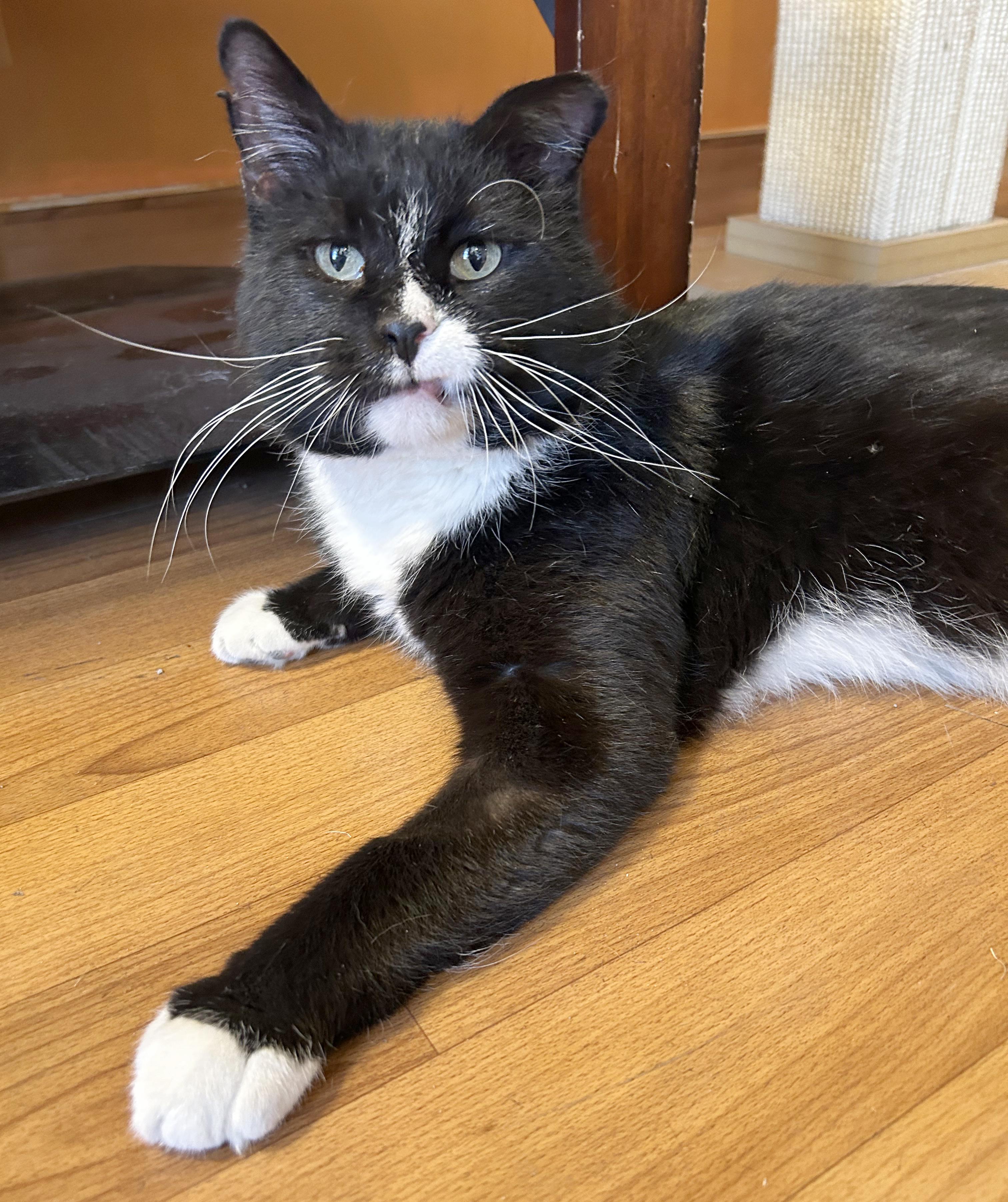 Freddie, Adoptable, Adult Male Domestic Short Hair.