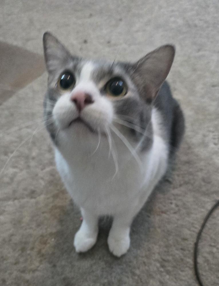 SIMBA, Adoptable, Adult Male Domestic Short Hair.