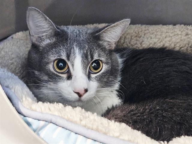 SIMBA, a Adoptable Domestic Short Hair in Thornton, CO image 2/4