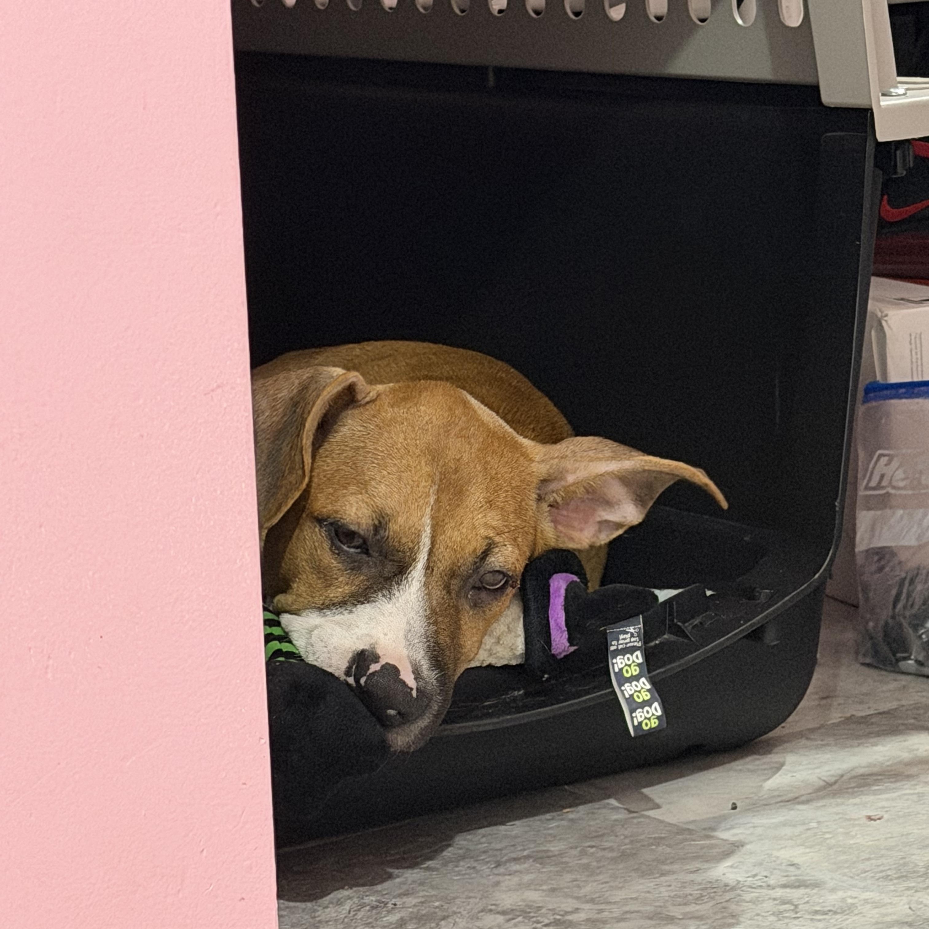 Enlarge Stella, a Adoptable mixed breed in Port Saint Lucie, FL image 2/3