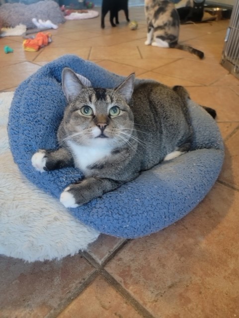 Mrs. T, a Adoptable Domestic Short Hair in El Paso, TX image 1/4