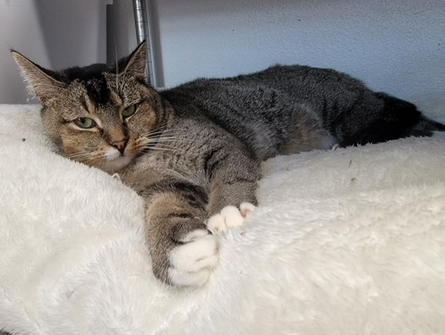 Mrs. T, a Adoptable Domestic Short Hair in El Paso, TX image 2/4