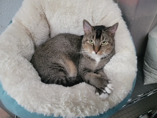 Mrs. T, a Adoptable Domestic Short Hair in El Paso, TX image 4/4