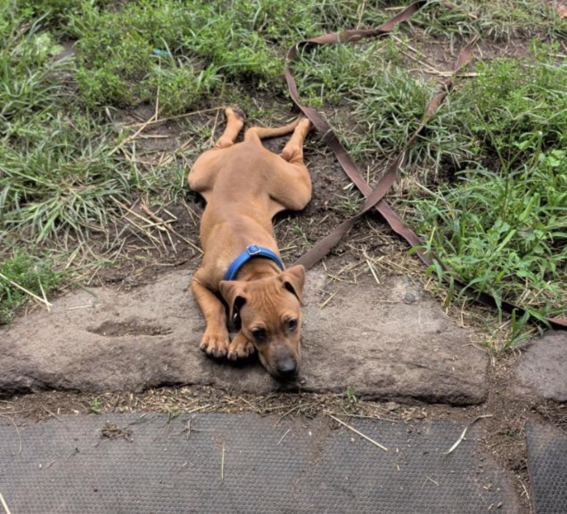 Enlarge Red, a Adoptable mixed breed in Lincoln University, PA image 5/5