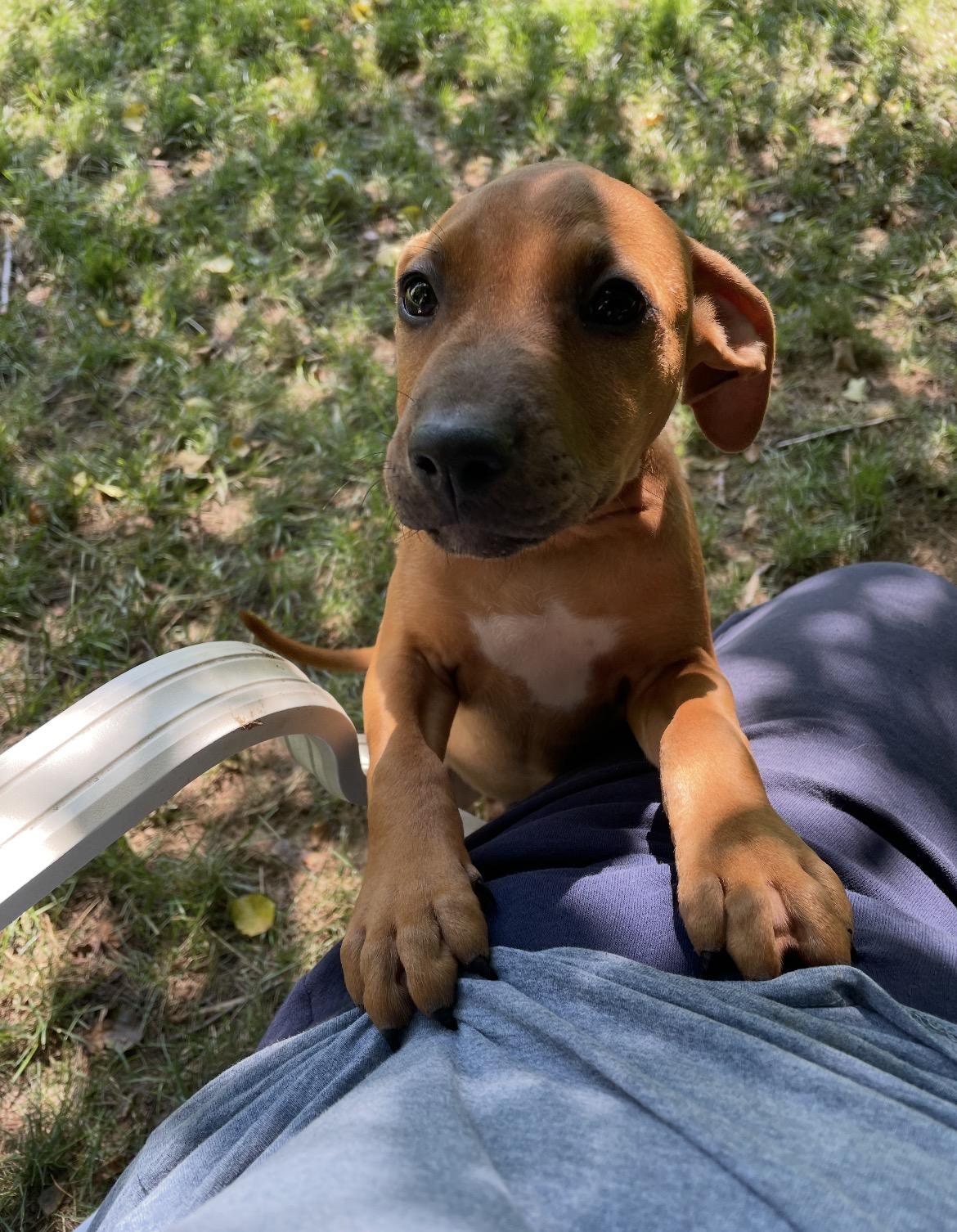 Enlarge Red, a ADOPTABLE mixed breed in Lincoln University, PA image 1/1