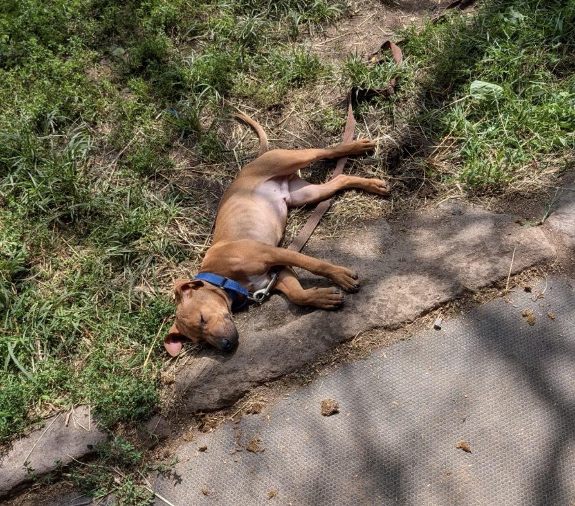 Enlarge Red, a Adoptable mixed breed in Lincoln University, PA image 3/5