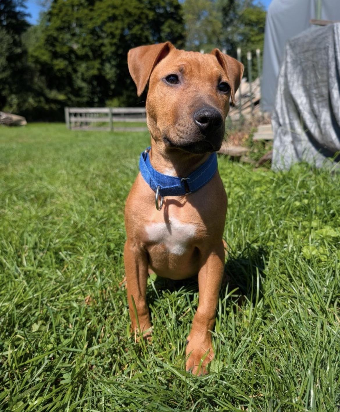 Enlarge Red, a Adoptable mixed breed in Lincoln University, PA image 1/5