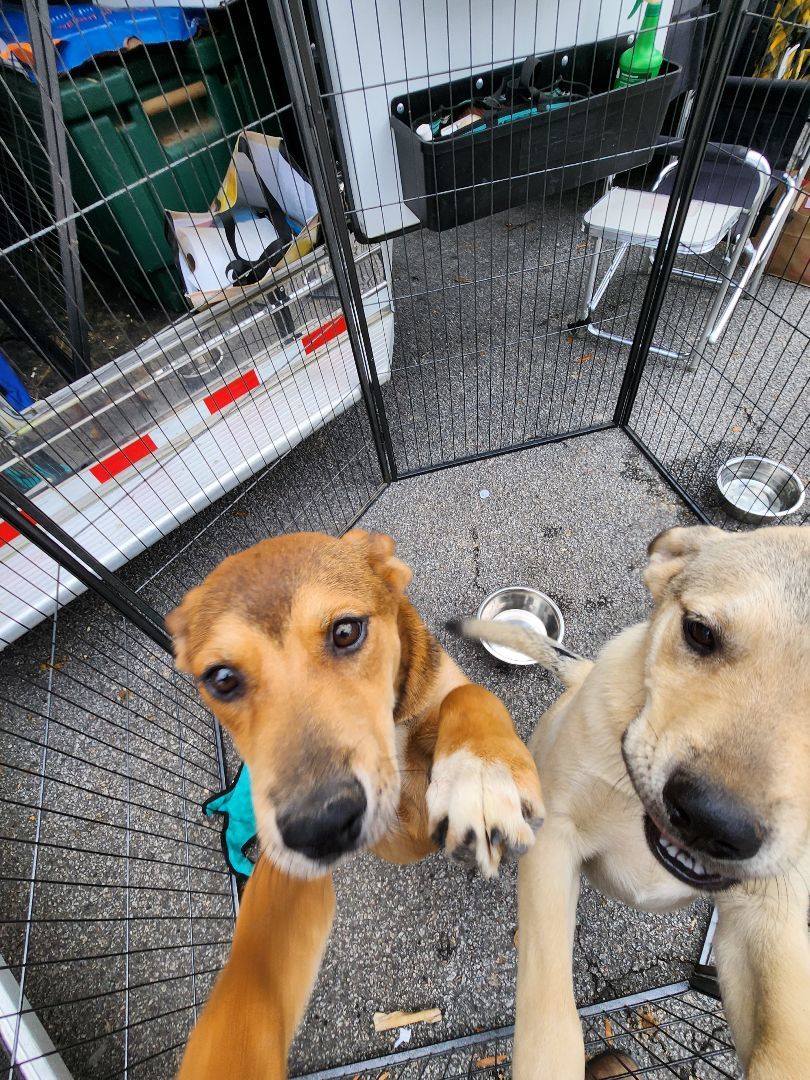 Nutmeg, a Adoptable mixed breed in St. George, SC image 2/5