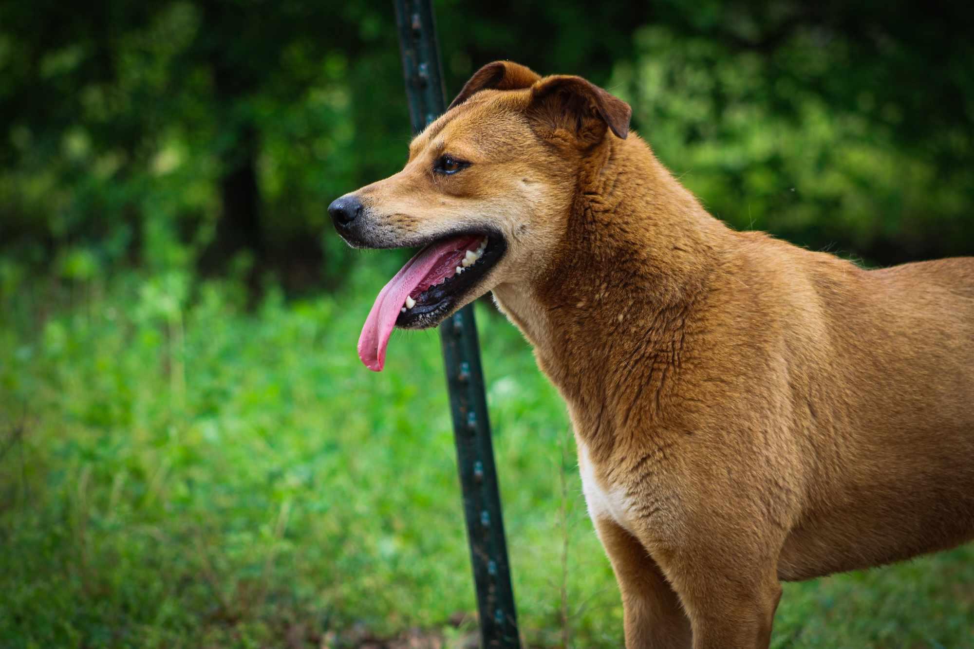 Nutmeg, Adoptable, Young Female Husky.