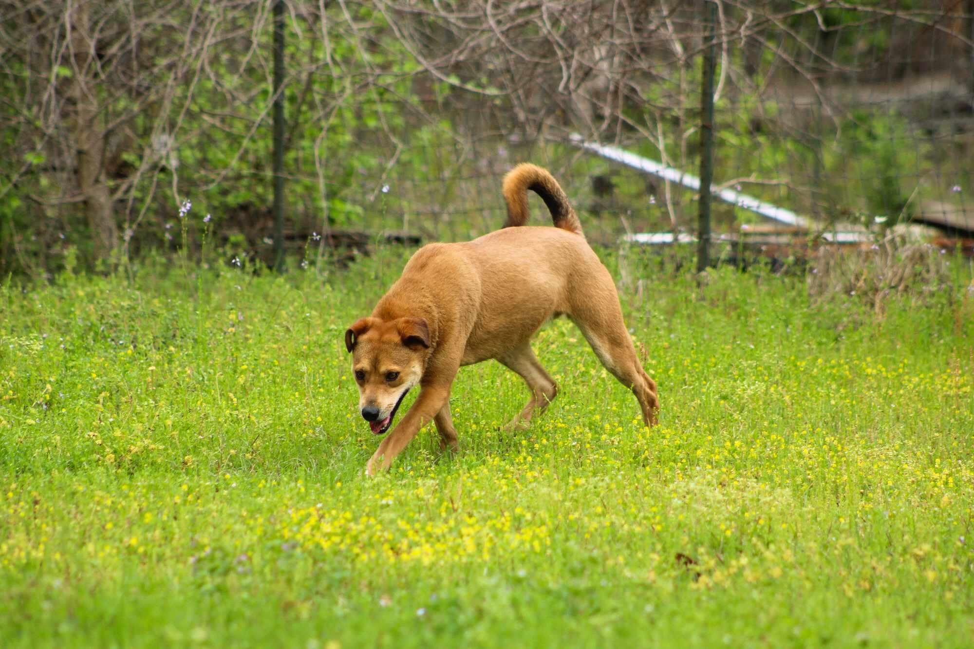 Nutmeg, a Adoptable mixed breed in St. George, SC image 4/5