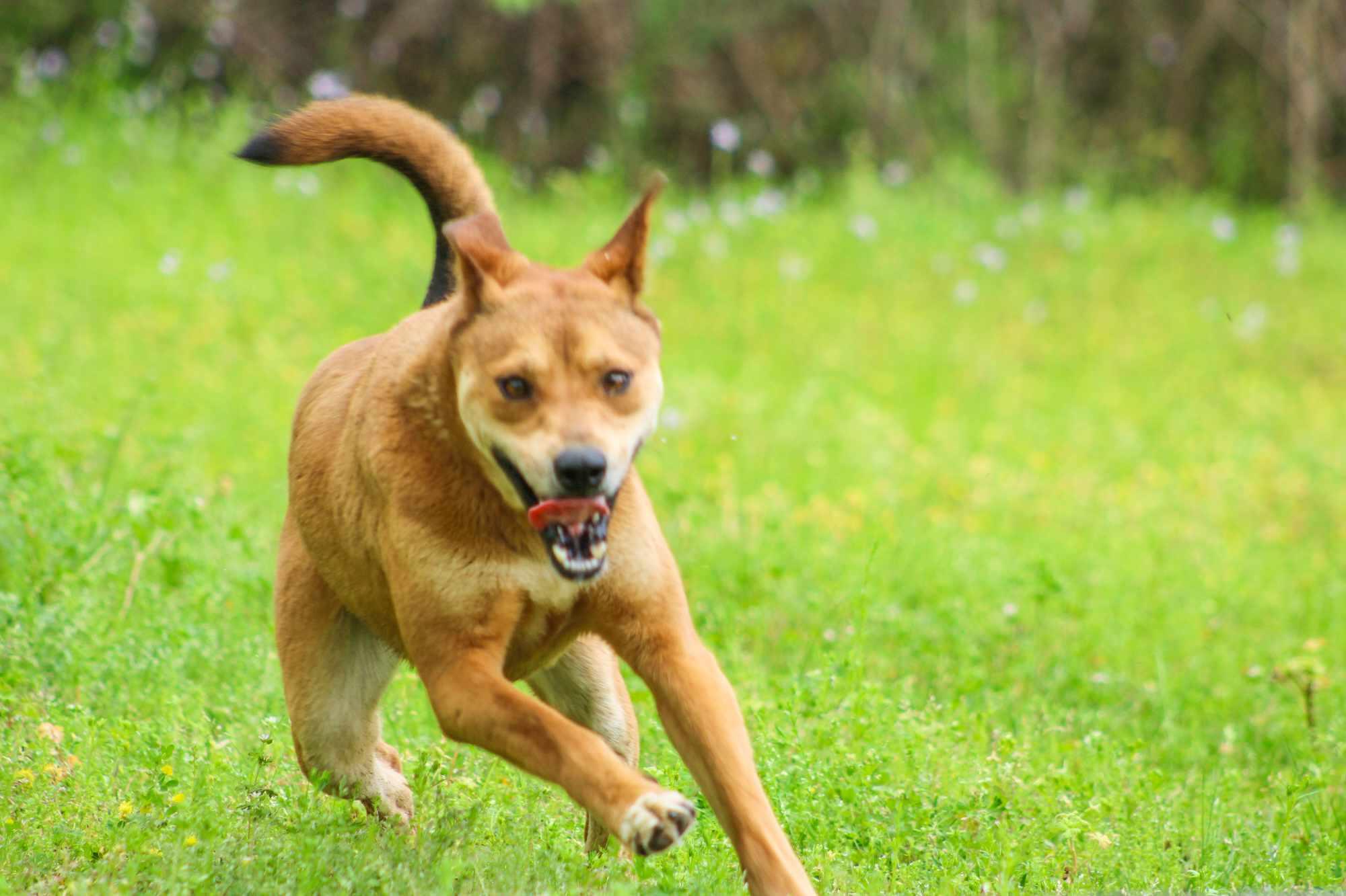Nutmeg, a Adoptable mixed breed in St. George, SC image 5/5