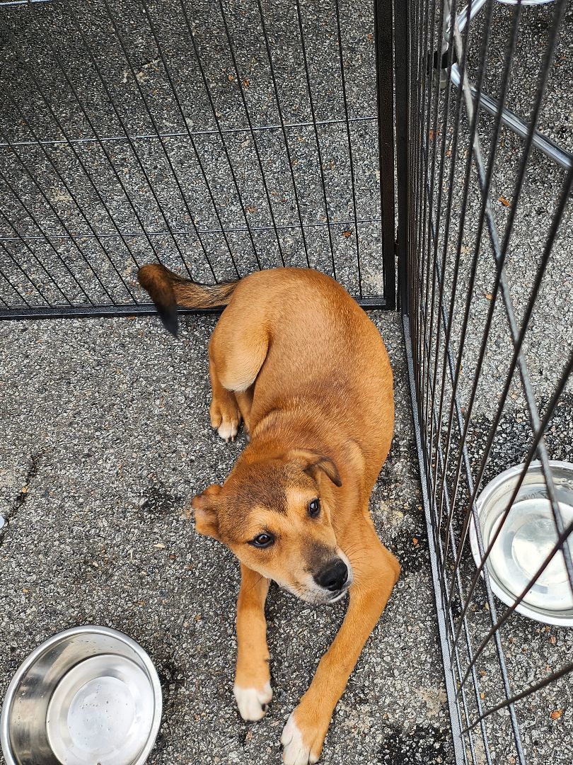 Nutmeg, a Adoptable mixed breed in St. George, SC image 3/5