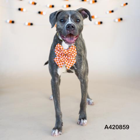 BETTY, Adoptable, Adult Female Pit Bull Terrier.