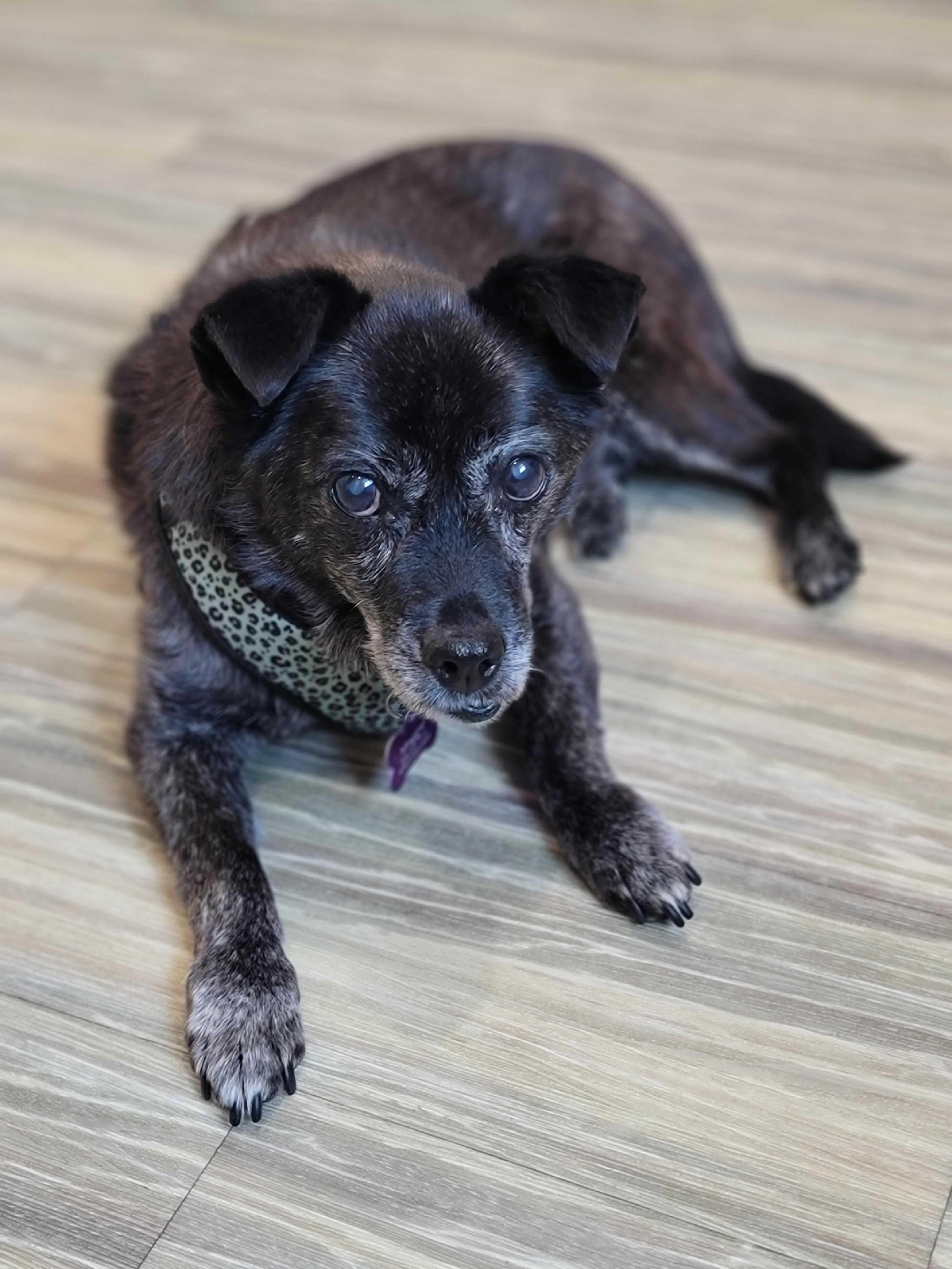 Enlarge Maggie, a ADOPTABLE mixed breed in Midlothian, VA image 3/3