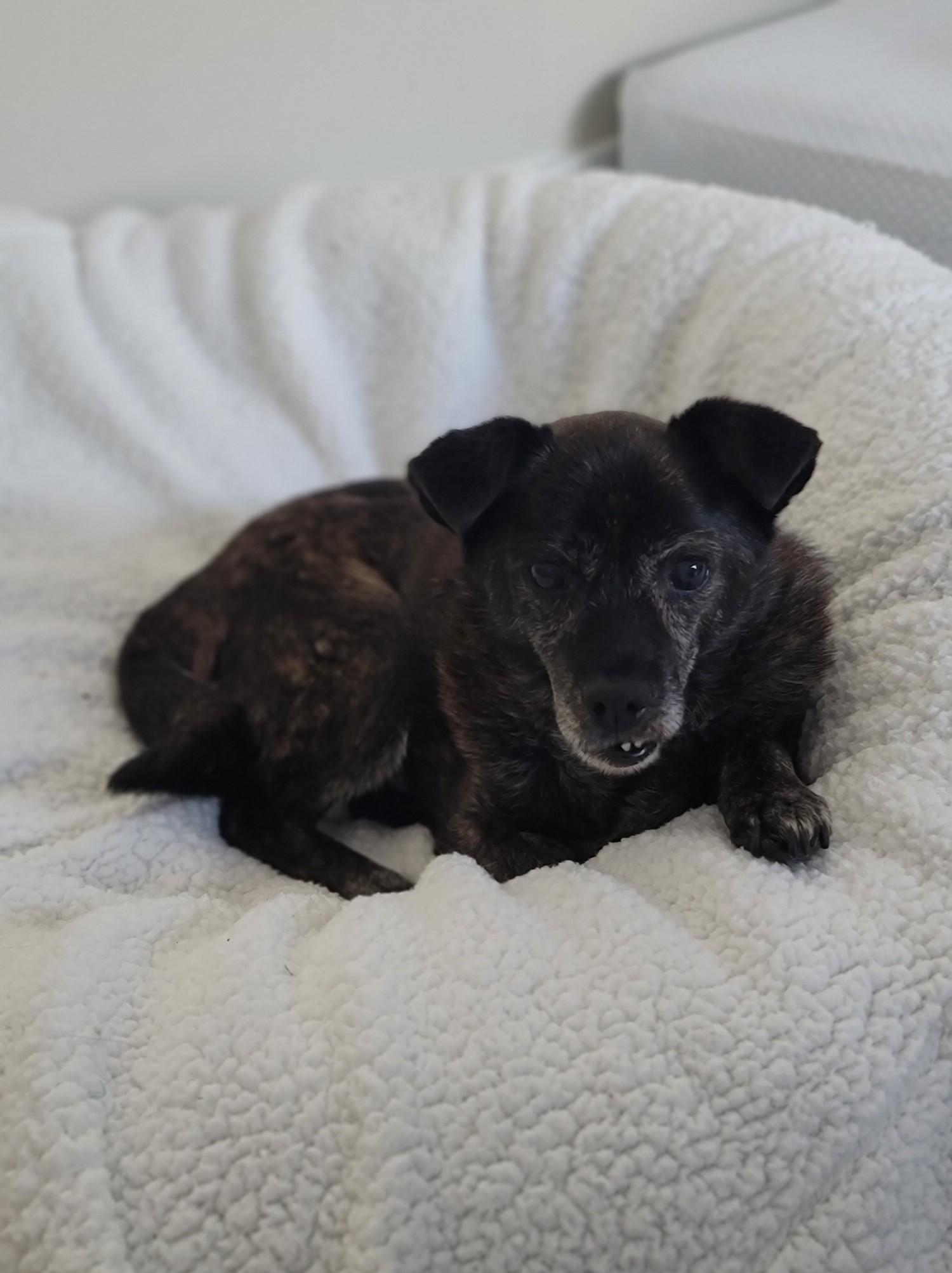 Maggie, ADOPTABLE, Senior Female Mixed Breed.