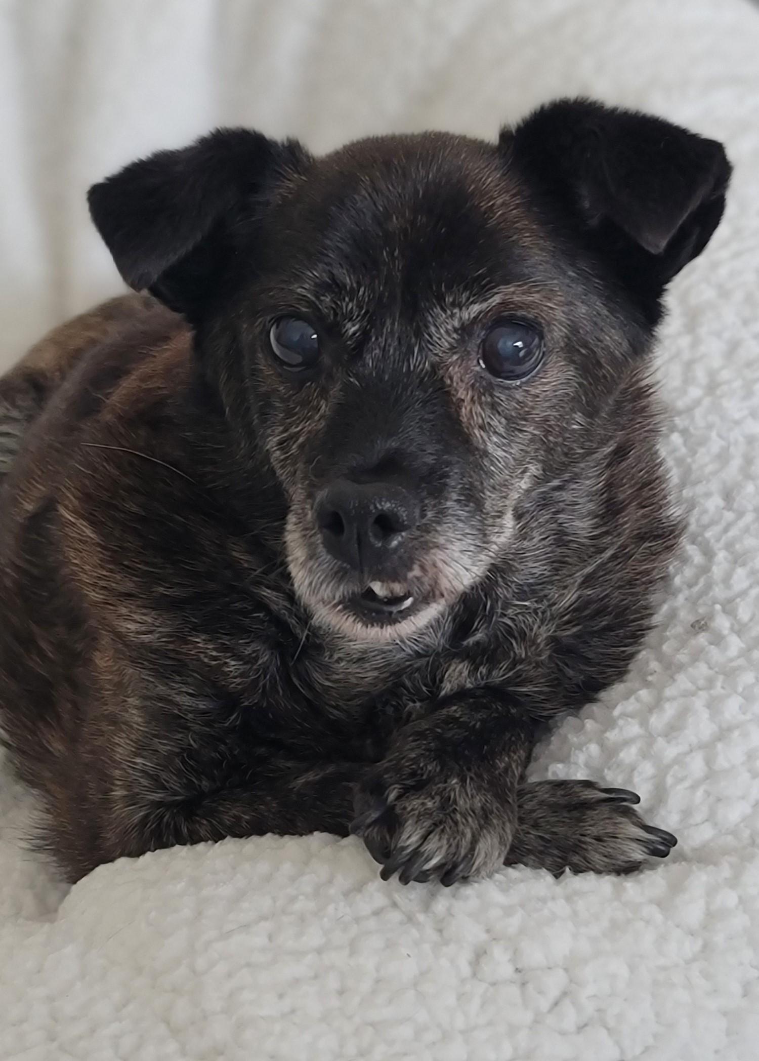 Enlarge Maggie, a ADOPTABLE mixed breed in Midlothian, VA image 2/3