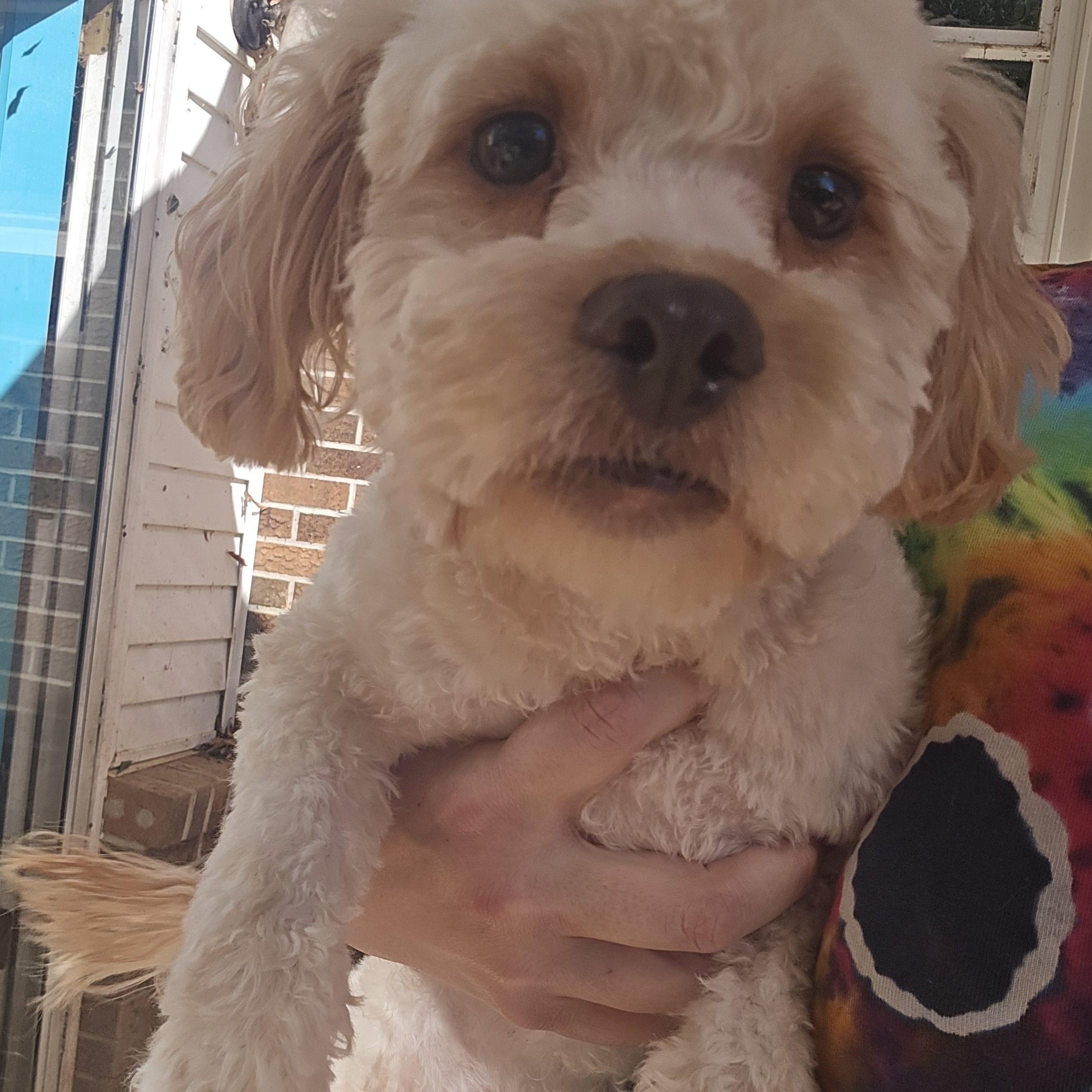 Enlarge Rudy, a Adoptable Miniature Poodle in Athens, AL image 1/5