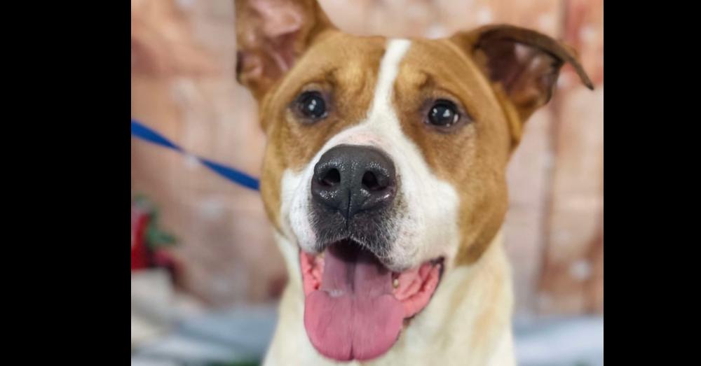 Enlarge Toffee, a Adoptable mixed breed in Naperville, IL image 2/2