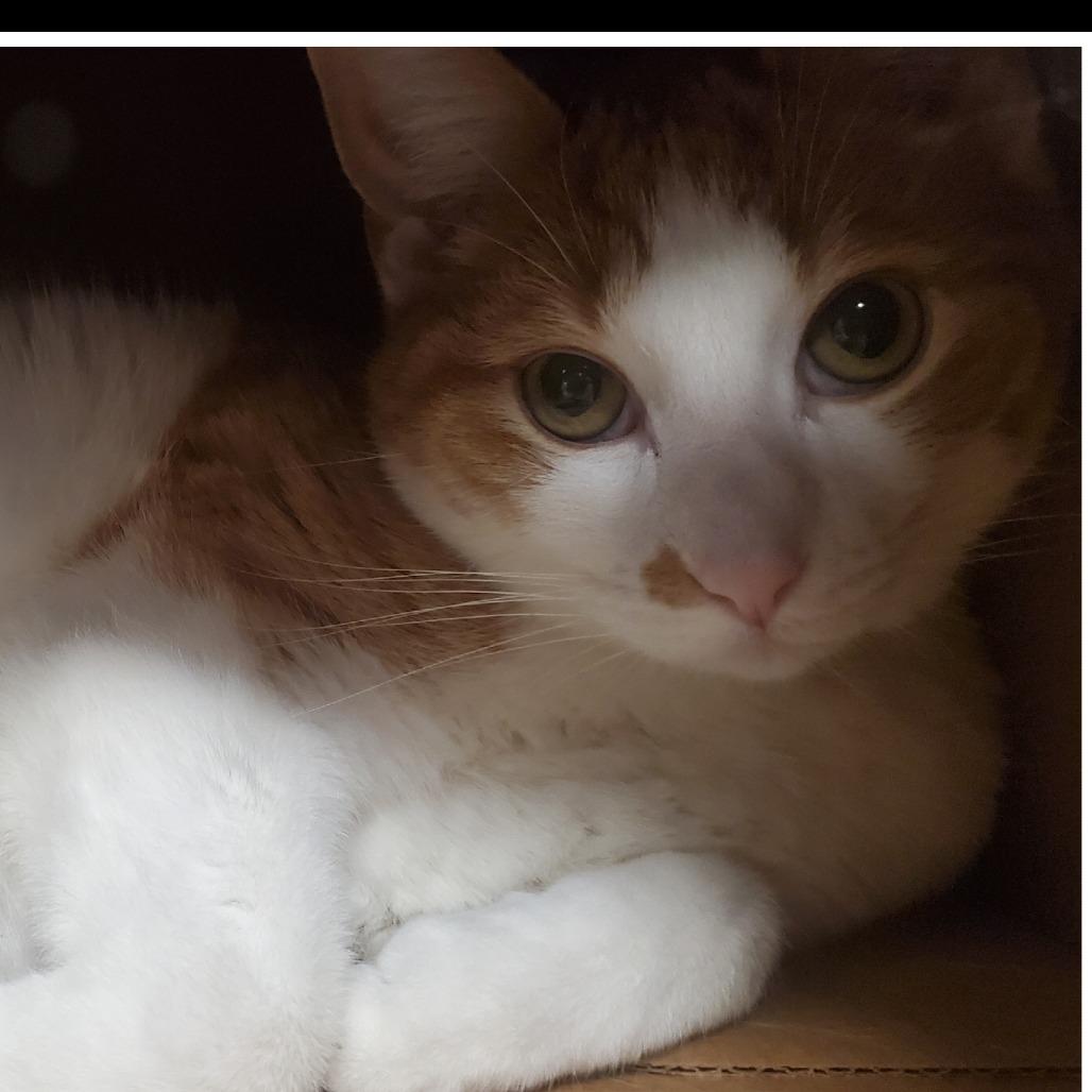 Obie, Adoptable, Adult Male Domestic Short Hair.