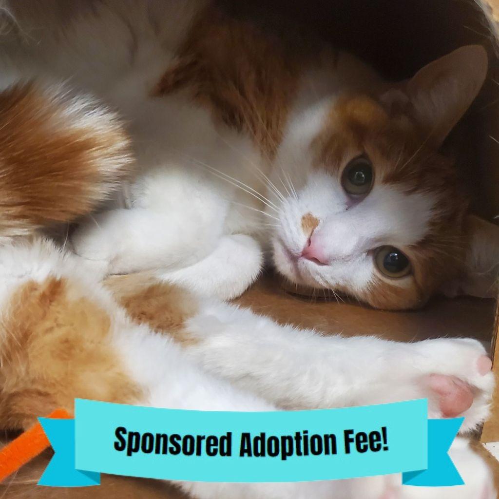 Enlarge Obie, a Adoptable Domestic Short Hair in Novelty, OH image 2/3