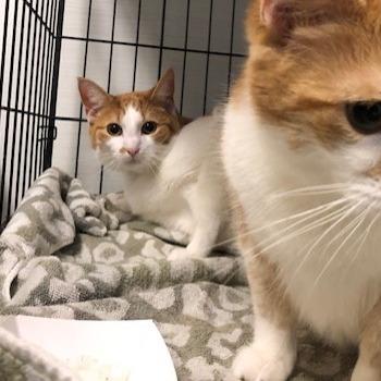 Enlarge Obie, a Adoptable Domestic Short Hair in Novelty, OH image 3/3