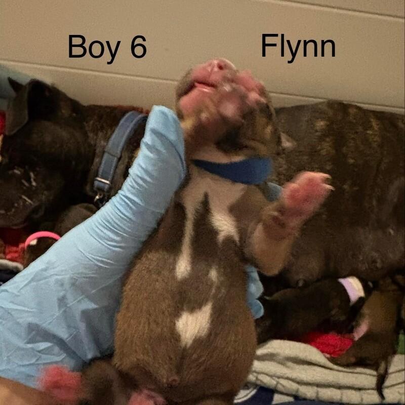 FLYNN (DARK GREEN) DISNEY, Adoptable, Adult Male Mixed Breed & Pit Bull Terrier.