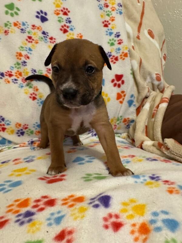 Enlarge FLYNN (DARK GREEN) DISNEY, a Adoptable mixed breed in lawton, OK image 2/5