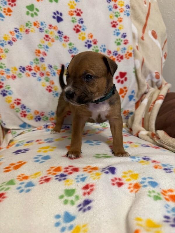 Enlarge FLYNN (DARK GREEN) DISNEY, a Adoptable mixed breed in lawton, OK image 3/5