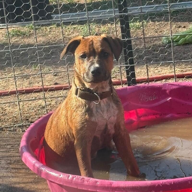 Enlarge FLYNN (DARK GREEN) DISNEY, a Adoptable mixed breed in lawton, OK image 3/6