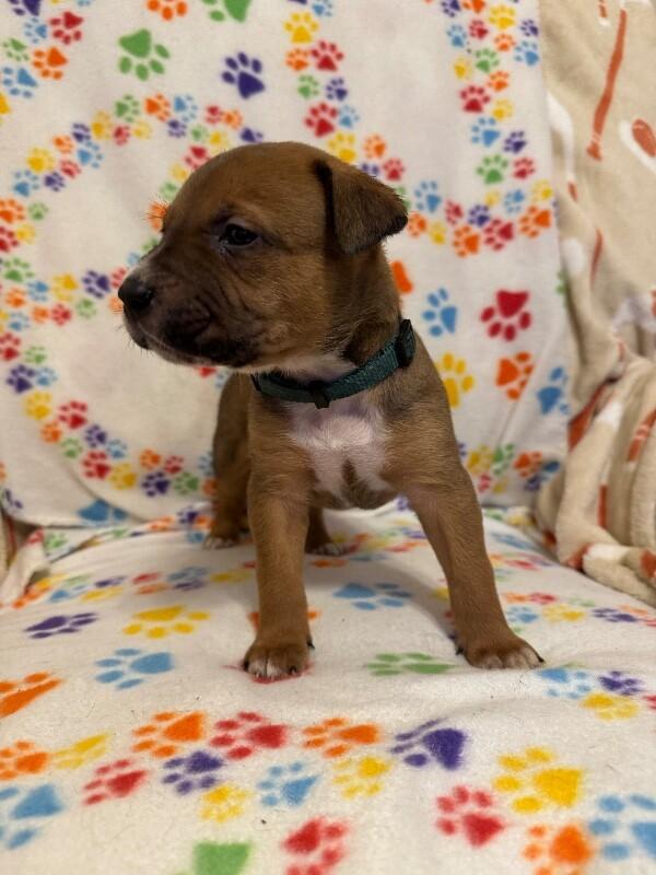 Enlarge FLYNN (DARK GREEN) DISNEY, a Adoptable mixed breed in lawton, OK image 4/5