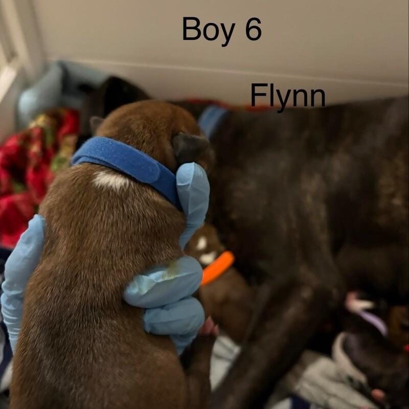 Enlarge FLYNN (DARK GREEN) DISNEY, a Adoptable mixed breed in lawton, OK image 5/5