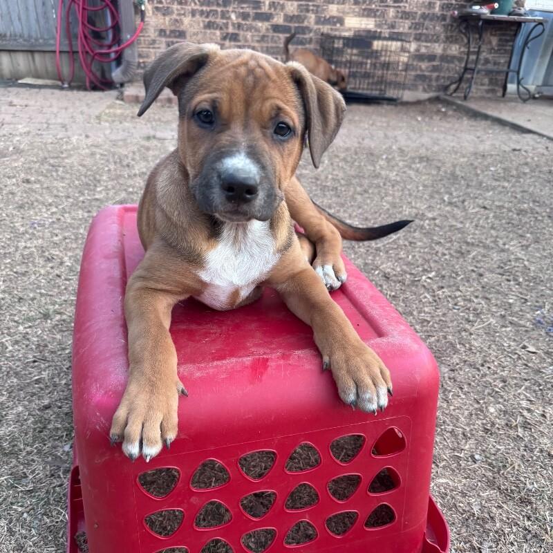 Enlarge FLYNN (DARK GREEN) DISNEY, a Adoptable mixed breed in lawton, OK image 5/5