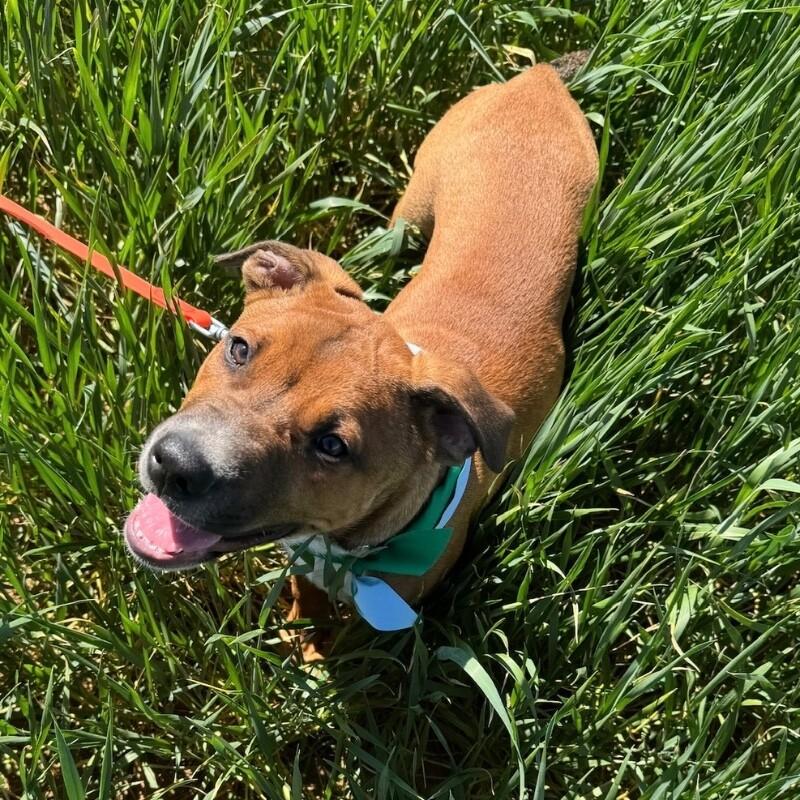 Enlarge FLYNN (DARK GREEN) DISNEY, a Adoptable mixed breed in lawton, OK image 6/6