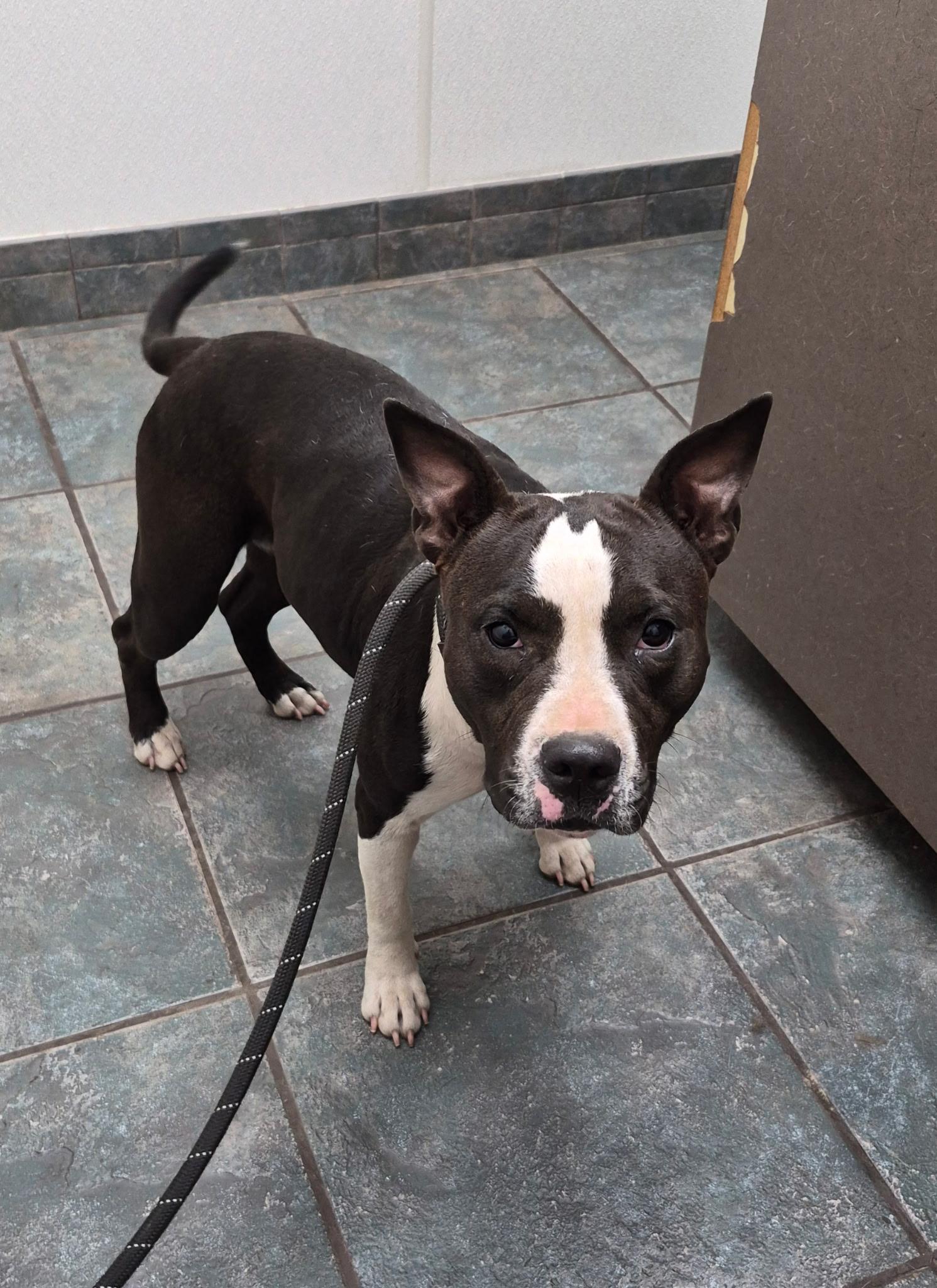 Lakyn, Adoptable, Adult Female Pit Bull Terrier.