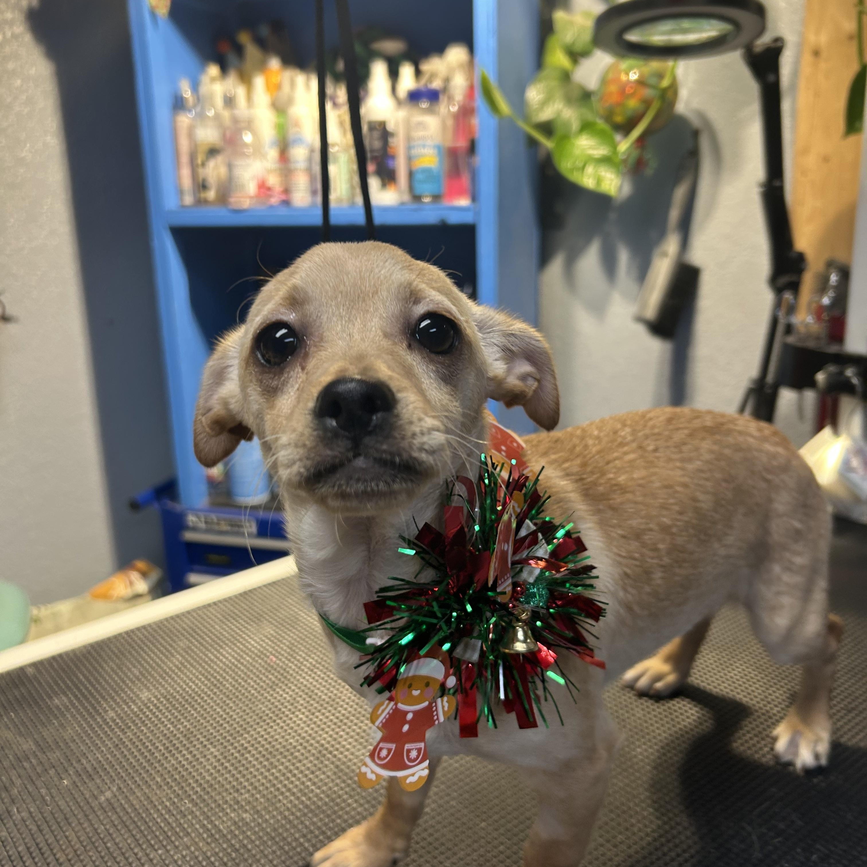 Mei Mei Panda, an adopted Chiweenie in Belleville, NJ image 2/4