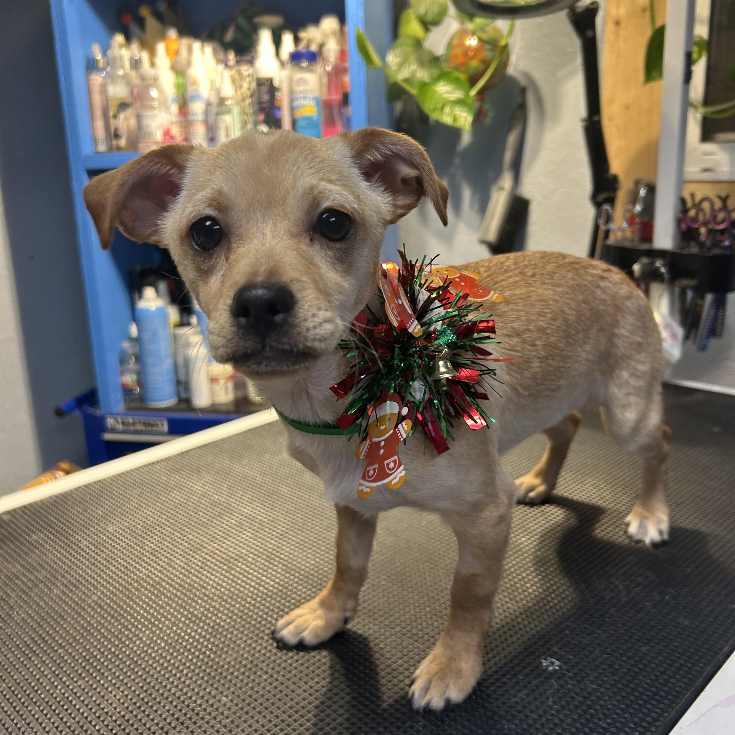 Mei Mei Panda, adopted, Puppy Female Chiweenie.